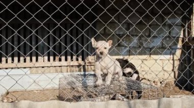 Little Puppies in dog shelter pound Rescued little puppies in a foster home . High quality 4k footage
