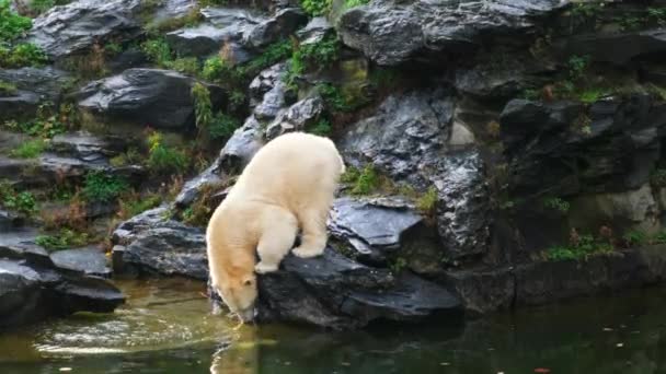 Plavání Bílém Medvědovi Mrkev Jablka Vodě Zoo Vysoce Kvalitní Záběry — Stock video