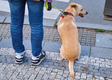 Low Section Of man and his dog waiting to cross the street. High quality photo
