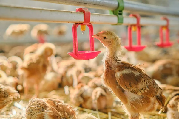 Aile Çiftliğinde Meme Ucuyla Içen Tavuklar Üretim Aşaması Için Meme — Stok fotoğraf