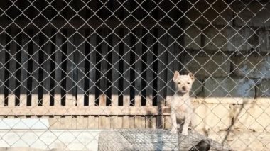 Köpek barınağındaki küçük yavrular koruyucu bir evde küçük yavruları kurtardılar. Yüksek kalite 4k görüntü