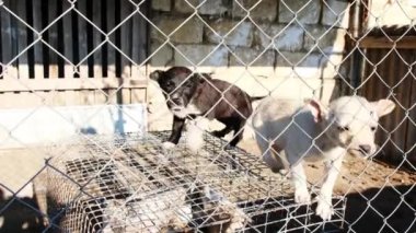 Little Puppies in dog shelter pound Rescued little puppies in a foster home . High quality 4k footage