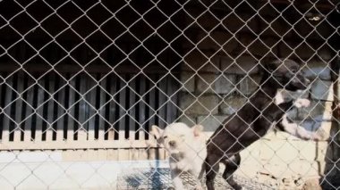 Little Puppies in dog shelter pound Rescued little puppies in a foster home . High quality 4k footage
