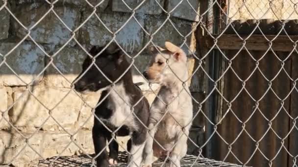 Pequeños Cachorros Perrera Libra Rescatado Pequeños Cachorros Hogar Adoptivo Imágenes — Vídeo de stock