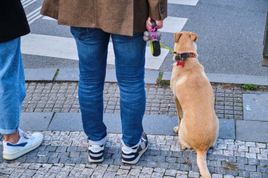 İnsan ve köpeğinin alt kesimi karşıdan karşıya geçmek için bekliyor. Yüksek kalite fotoğraf