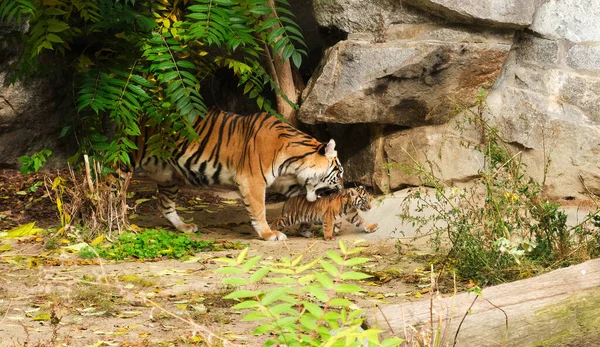 Tigress Carrying Her Small Young Cub High Quality Photo — Stock Photo, Image