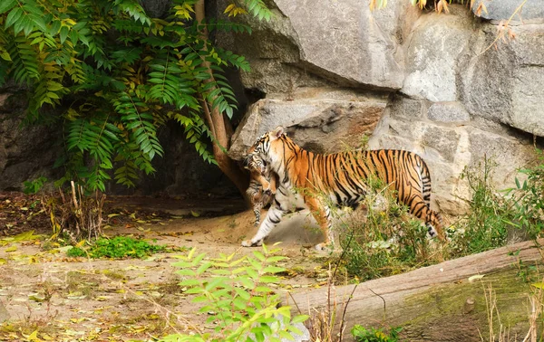 Tigerin Trägt Ihr Kleines Junges Hochwertiges Foto — Stockfoto