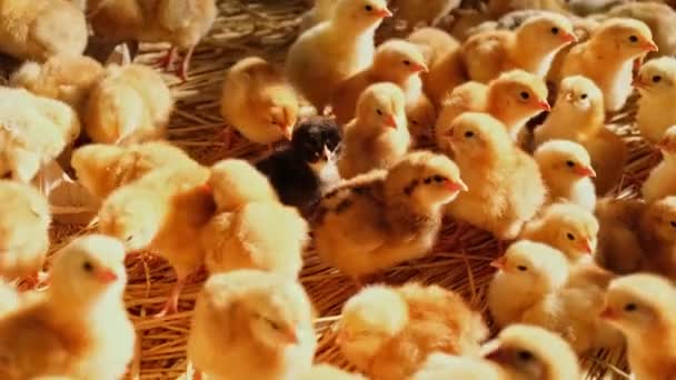 Крупный План Маленькие Желтые Цыплята Галлус День Домашней Птицы Новорожденный — стоковое видео
