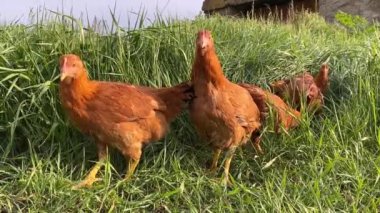 Bahçedeki uzun çimlerde yürüyen komik kahverengi ya da kırmızı tavuk, arka bahçedeki serbest kümes hayvanları. Yüksek kaliteli FullHD görüntüler