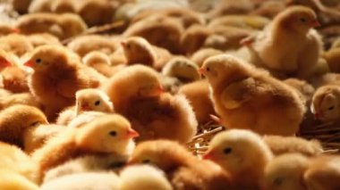 Bir sürü küçük sarı civciv yakın plan ya da Gallus gallus gün yaşlı civciv küçük bir çiftlik eti üretiminde yeni doğmuş