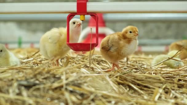 Close Day Old Poultry Chicks Drink Water Nipple Drinkers Livestock — Stock Video