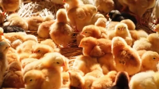 Крупный План Много Маленьких Желтых Цыплят Галлус Галлус День День — стоковое видео