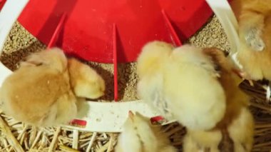 Üst düzey tüylü yaşlı piliçler kümes hayvanları tavukları çiftlik hayvanları çiftliğindeki yem parçalarını yerler. Yüksek kalite 4k görüntü