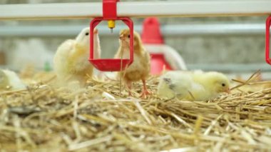 Su tedavisi aşısı Günü yaşlı tavuklar yavru tavuklar çiftlik hayvanlarının sağlıklı et üretiminde meme ucu içenlerden su içiyorlar. Yüksek kalite 4k görüntü