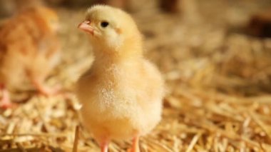 Bekar, pofuduk, yaşlı bir piliç çiftliğin önünde kameraya bakıyor, hasır yatak kuluçkaya yatıyor. Yüksek kalite 4k görüntü