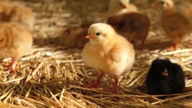 Eski, tüylü yavru tavuk kümes hayvanları tam hasır kuluçka çiftliği eti üretimi. Yüksek kalite 4k görüntü