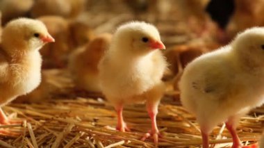 Bekar, pofuduk, yaşlı bir piliç çiftliğin önünde kameraya bakıyor, hasır yatak kuluçkaya yatıyor. Yüksek kalite 4k görüntü