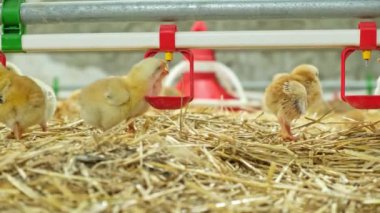 Gündüz kümes hayvanları çiftlikteki saman yataklarında meme ucu içenlerin suyunu içerler. Yüksek kalite 4k görüntü