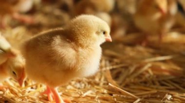 Yan görüş pofuduk bebek günü yaşlı piliç kamera çiftliğine bakıyor samandan yatak örtüsü sağlıklı et üretimi. Yüksek kalite 4k görüntü