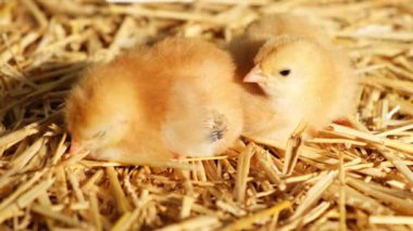 Uyuyan tüylü civcivler Gallus günü kümes hayvanları yeni doğan kümes hayvanları hasır bir çiftlikte kuluçkaya yatıyorlar. Yüksek kalite 4k görüntü