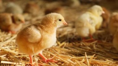 Bekar, pofuduk, yaşlı bir piliç çiftliğin önünde kameraya bakıyor, hasır yatak kuluçkaya yatıyor. Yüksek kalite 4k görüntü