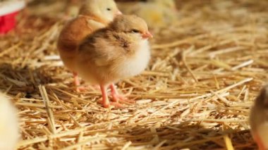 Bekar, pofuduk, yaşlı bir piliç çiftliğin önünde kameraya bakıyor, hasır yatak kuluçkaya yatıyor. Yüksek kalite 4k görüntü