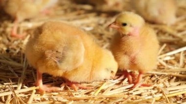 Tüylü tüylü bebek günü yavrusu çevresel çiftlik evini keşfetti. Sağlıklı et üretimi için saman döşedi. Yüksek kalite 4k görüntü