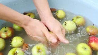 Kadın ellerini kapayın ve sonbaharda bahçeden toplanan organik kırmızı yeşil elmaları yıkayın. Yüksek kalite 4k görüntü