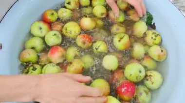 Paslanmaz çelikten bir kasede bahçeden toplanan taze organik kırmızı yeşil elmaları yıkamak sonbahar çalışmalarını seçmek. Yüksek kalite 4k görüntü