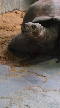 Hayvanat bahçesindeki bir Galapagos kaplumbağasına yaklaş, yavaşça tepeye çık. Bu nesli tükenmekte olan türün dev kabuğunu, dokulu derisini ve sakin hareketlerini yakalar. Yüksek kalite 4k görüntü