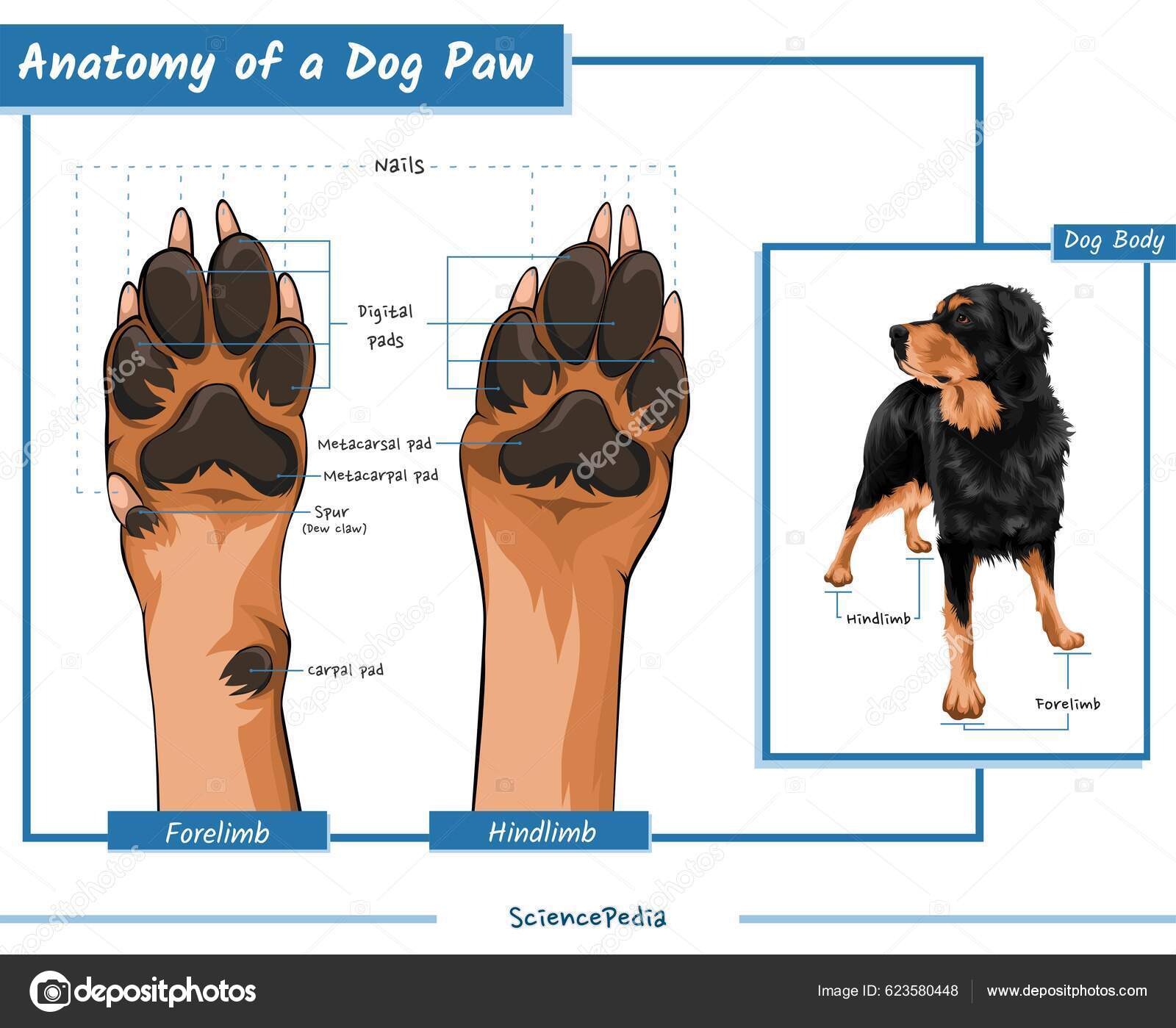 Dog Paws Anatomy Vector Ready Print Easy Edit Parts Dog Stock Vector By dog-paws-anatomy-vector-ready-print-easy-edit-parts-dog-stock-vector-by