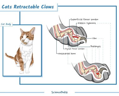 Bir kedinin geri çekilebilir pençeleri. Kedi pençeleri işe yarıyor. Vektör, yazdırmaya hazır, düzenlemesi kolay..