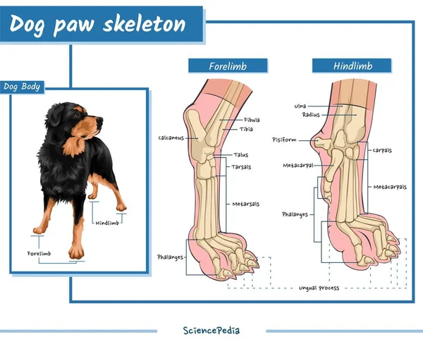 Скелет Собачої Лапи Анатомія Скелета Собачої Лапи Вектор Готовий Друку — стоковий вектор