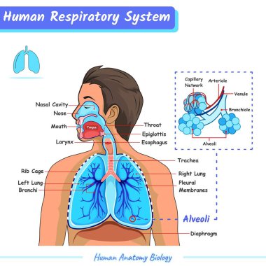 respiratory system of human.vector, ready to print, easy to edit, vector.Human anatomy biology. clipart