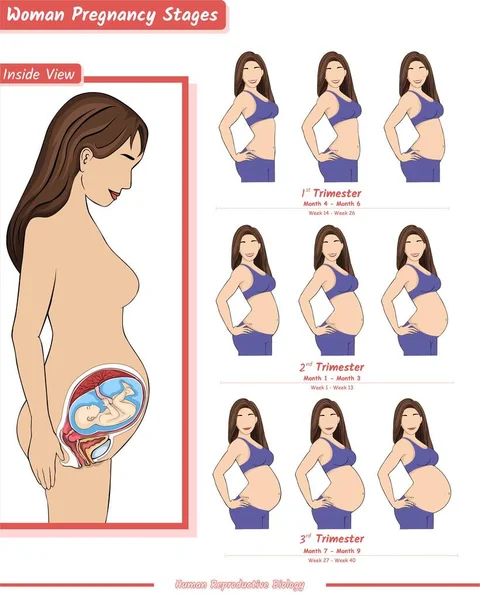 Zwanger Stadia Van Vrouwen Cartoon Look Vector Klaar Gebruiken Klaar — Stockvector