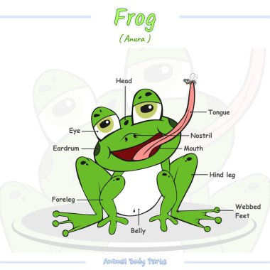 Parts of a frog. ready to print, easy to edit, ready to use, vector. body parts of frog cartoon. Education for kids.
