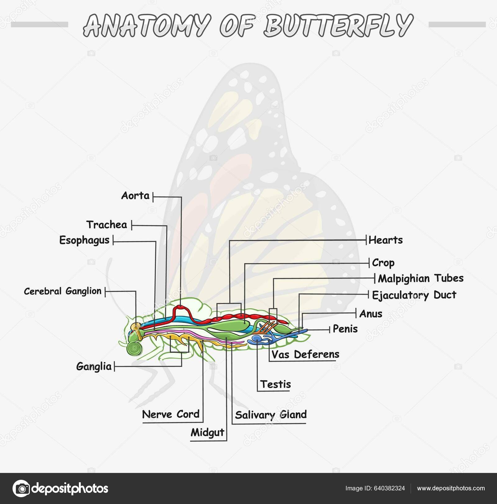 Illustration Internal Anatomy Butterfly Part Butterfly Biology illustration-internal-anatomy-butterfly-part-butterfly-biology