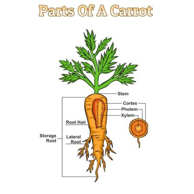 Havuç yapısı diyagramı. Havuç yapısı vektör illüstrasyonu. Havuç eğitimi ve parçaları. Sebze eğitimi çalışma vektör dosyası, düzenlemesi kolay, kullanmaya hazır, yazdırmaya, ayarlamaya, renklendirmeye hazır