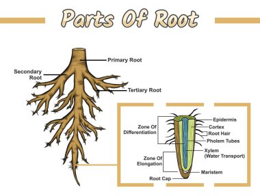 Root 'un bir parçası. Kök yapısı diyagramı, yapısal kök vektör çizimi. Eğitim, düzenlenebilir, renkli, biyoloji, doğa, enine kesit, bilim. vektör dosyası, düzenlemesi kolay, yazdırmaya hazır, kullanmaya hazır, ayarlı, renkli.