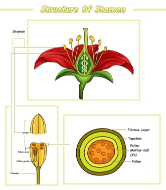 Stamen 'in bir parçası. Stamen yapı diyagramı, Stucture stamen vektör çizimi. Eğitim, düzenlenebilir, renkli, biyoloji, doğa, bilim, enine kesit. vektör dosyası, düzenlemesi kolay, yazdırmaya hazır, kullanmaya hazır, ayarlı, renkli.