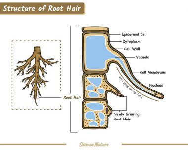Part of Root Hair. Root Hair structure diagram, Structure Root Hair  vector illustration. education, editable, colored, biology, nature ,cross section, science. vector file, easy to edit, ready to print, ready to use, set, colorful. clipart