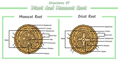Monocot ve dicot köklerinin iç kök yapısı. Bitkilerin köklerinin kesitleri. Eğitim, biyolojik ve bilimsel kullanım için vektör diyagramı. kök, vektör dosyası, düzenlemesi kolay, kullanmaya hazır, yazdırmaya, ayarlamaya, renklendirmeye hazır