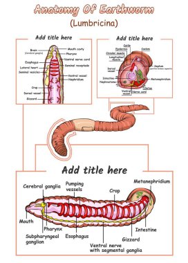 Illustration of the internal anatomy of an earthworm The inside part of the earthworm biology education about earthworms