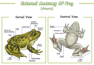 Bir kurbağanın eğitici anatomisinin bir çizimi. Bir kurbağa anatomisinin dış görünüşü kurbağa biyolojisi eğitiminin dış kısmı.