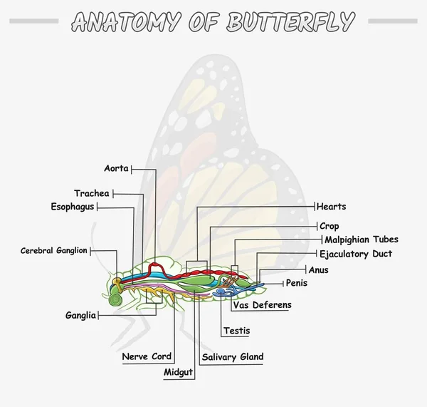 Kelebeğin iç anatomisinin yansıması kelebek biyolojisi eğitiminin iç kısmı. vektör dosyası, düzenlenmesi kolay, kullanılmaya hazır, yazdırmaya hazır, ayarlı, renkli
