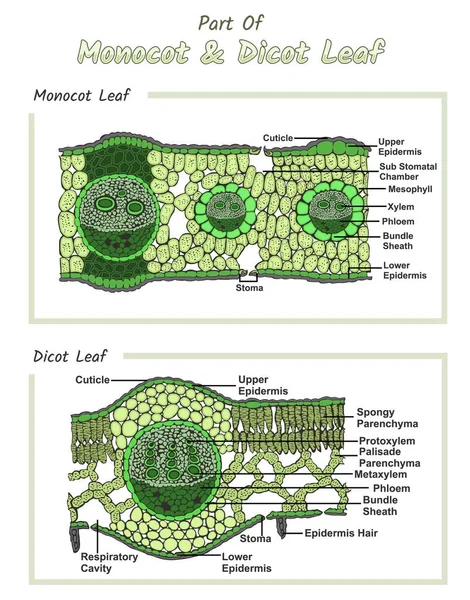 İç Yaprak yapısı. Monocot ve dicot Leaf. Bitkilerin çapraz kesimleri Yaprak. Eğitim, biyolojik ve bilimsel kullanım için vektör diyagramı. Yaprak, vektör dosyası, düzenlenmesi kolay, kullanılmaya hazır, yazdırmaya hazır, renkli