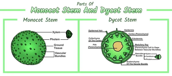 İç Kök yapısı. Monocot ve dicot kökleri. Bitkilerin gövdeleri kesişiyor. Eğitim, biyolojik ve bilimsel kullanım için vektör diyagramı. kök, vektör dosyası, düzenlenmesi kolay, kullanılmaya hazır, yazdırmaya hazır, renkli