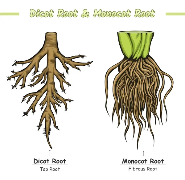 Monocot Kökü ve Dicot Kökü. Monocot Kökü ile Dicot Kökü arasındaki fark. Kök ve Dicot Köklerinin özellikleri. Monocotyledon ve dicotyledon karşılaştırmaları. vektör dosyası, düzenlenmesi kolay, kullanılmaya hazır, yazdırmaya hazır, ayarlı, renkli