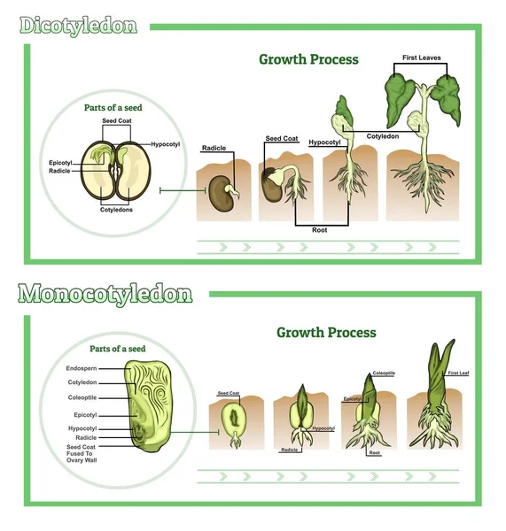 Monocot ve dicot vektör çizimi. Paylaşma planı. Eğitici grafikler tohumlar, kökler, damarlar, yapraklar ve çiçekler açısından botanik açıdan farklıdır. Monocot ve dicot bitkilerinin büyümesi. Okul biyolojisi broşürü.
