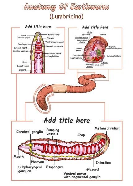 Illustration of the internal anatomy of an earthworm The inside part of the earthworm biology education about earthworms